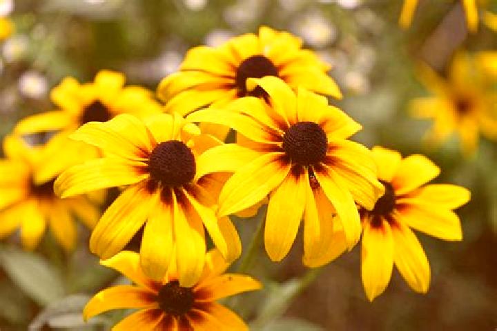 Levitra 30 mg levitra pills