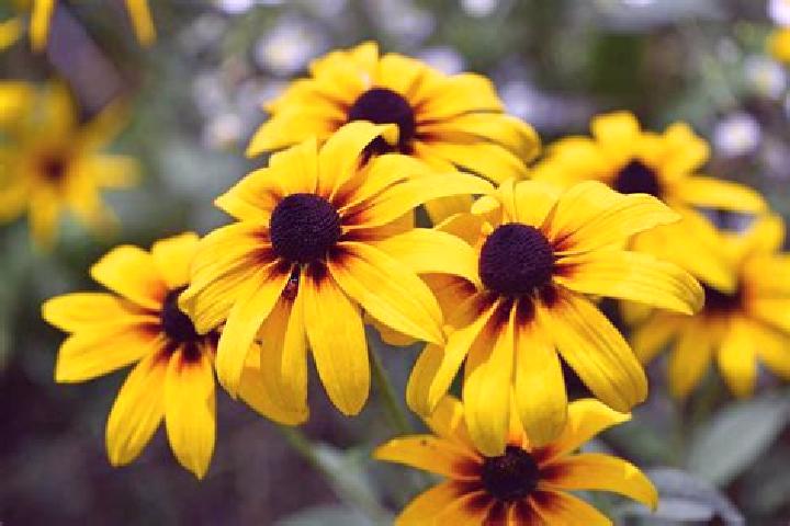 Prednisolone msm powder vs prednisolone medication